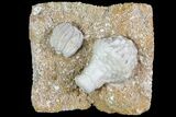 Crinoid (Uperocrinus) & Blastoid (Globoblastus) - Missouri #80797-1